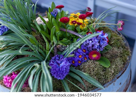 composition of fresh growing flowers, the concept of the arrival of spring 