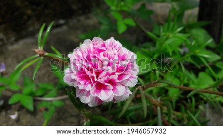 pink fresh flower blooming in the garden 