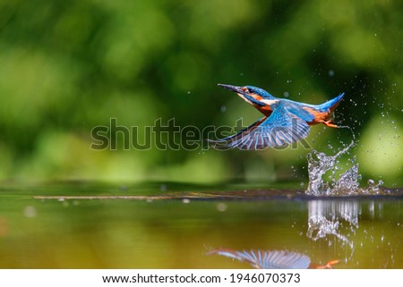 Common Kingfisher (Alcedo atthis) flying away after diving for fish in the forest in the Netherlands Royalty-Free Stock Photo #1946070373