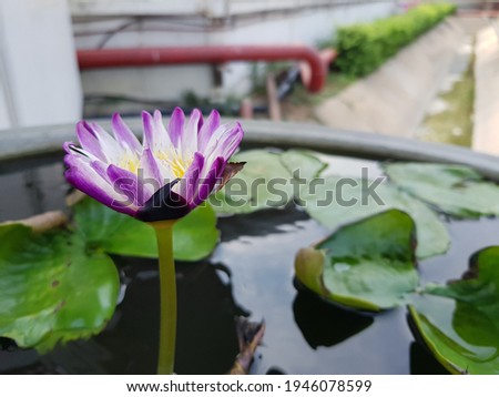 Purple lotus in the water bath blurry background picture
