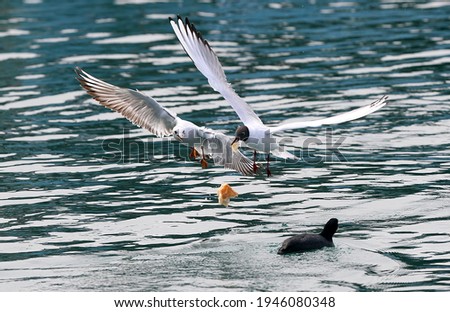 Seagulls in search of food on the Black Sea coast with the temperatures that show their effect after the cold and rainy weather
