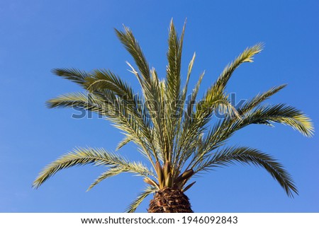 Tropical palm tree on a blue sky background; top of a palm tree; tree in the centre of a city. Holidays in the tropics accompanied by good temperature and clear sky.