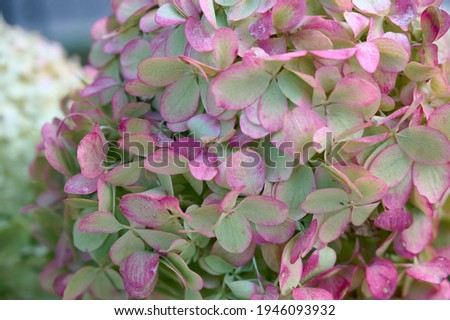 
Delicate pink, purple and light green Hydrangea (Hydrangea macrophylla, Hortensia flowers) in the garden.  Tender romantic floral background.