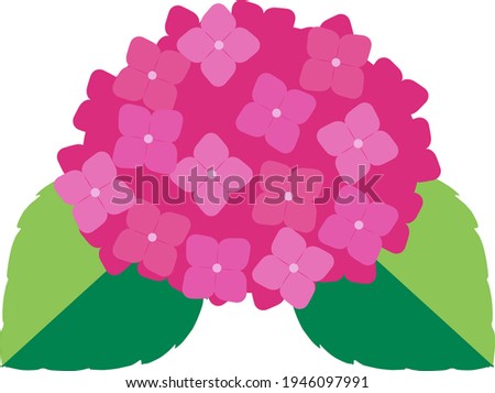 Cute and beautiful hydrangea illustration
