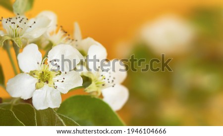 Blooming pear branch on a yellow background. Layout of a spring greeting card. Bright sunny illuminated horizontal banner. The concept of flowering, spring heat, macro of flowers. Copy space