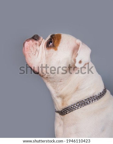 White color coat adult American Bulldog profile portrait on gray background