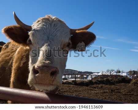 A close-up portrait of a red-haired farm cow with a white spot on its face and kind, intelligent eyes. A cow stands in the spring in a farmer's paddock, a copy of the space