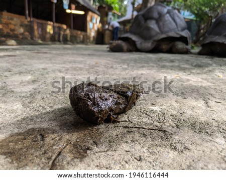 Tortoise dropping in zoo enclosure