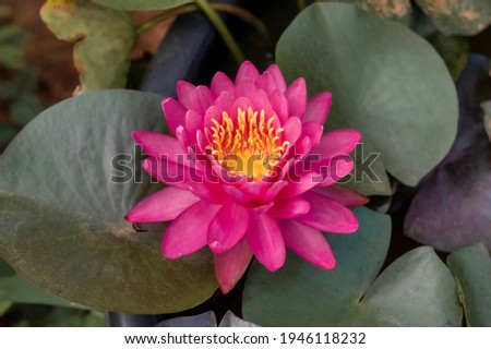 Perry's Fire Opal water lily. Rounded, light pink- to fuscia-toned flowers