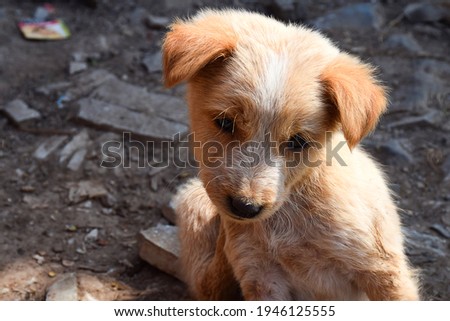 Stock photo of cute little brown color canine bread puppy looking at camera on blur background. Little puppy resting on Indian street in sunny afternoon.