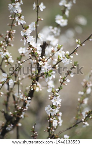 White Flowering branches of cherry 