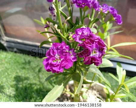 Matthiola incana (Brompton stock, common stock, hoary stock, ten-week stock, or gilly-flower) flowers on plant in the park