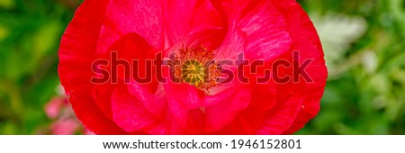 Panoramic red pink poppy flower, close up.  Banner