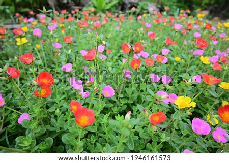 Beautiful colorful wild flowers, Portulaca oleraceae