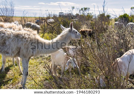 Lamas and goats eating vegetation in Ellings park