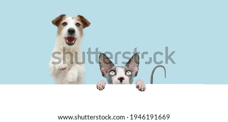 Banner funny cat and dog hide  sphynx cat hanging in a blank. Isolated on blue colored background.