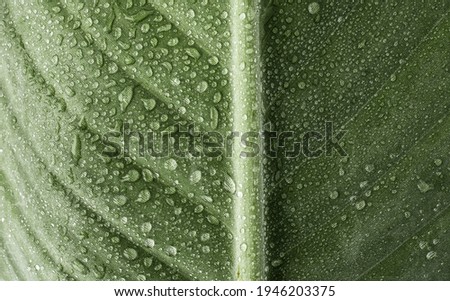 Green sterlice palm leaf. Macro lens. Flat lay picture. Close up photo. Exotic garden. Fresh and juicy. Green matte wet surface. Great natural texture for background. Place for text.
