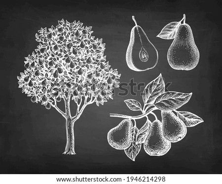 Pear tree and fruits. Chalk sketch on blackboard background. Hand drawn vector illustration. Retro style.