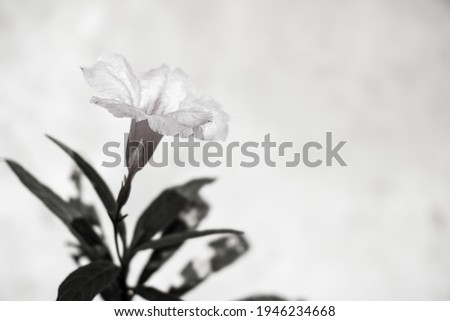 Black and white flower photo, abstract background