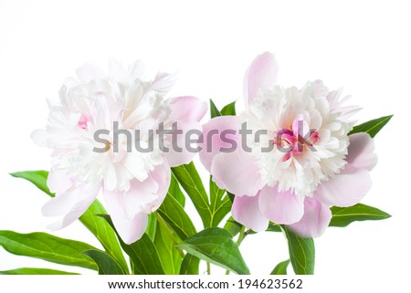 peonies, white and pink  flowers on white background, beautiful closeup image of peony designed for greeting cards, wallpaper, interior design, stylish background