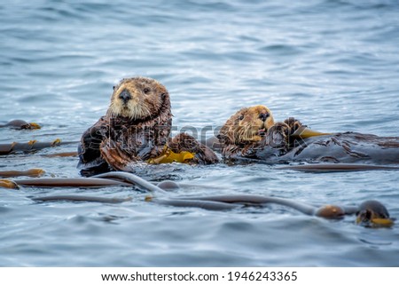 Sea otters in the ocean in Tofino, Vancouver island, British Columbia, Canada