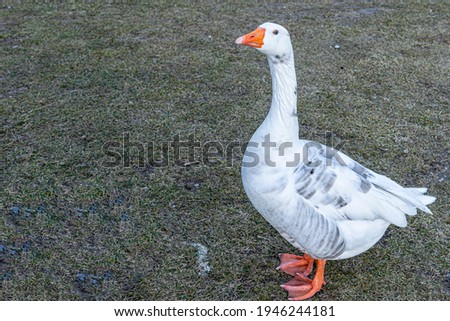 The goose, the bird can common on farms.