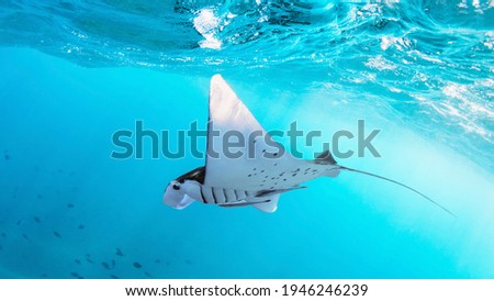 Underwater view of hovering Giant oceanic manta ray ( Manta Birostris ). Watching undersea world during adventure snorkeling tour to Manta Beach in tropical Nusa Penida island, Indonesia. 
 Royalty-Free Stock Photo #1946246239