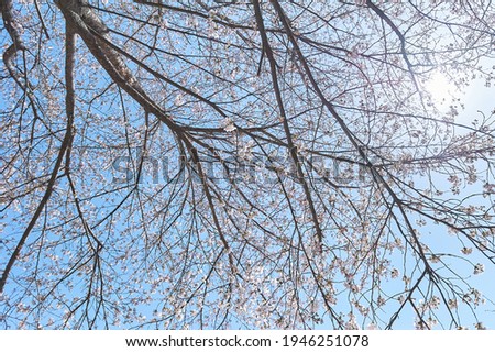 Cherry blossoms in korea, in march