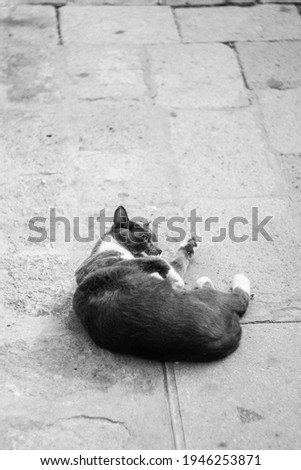 A Street Cat in Venice Enjoying the Sun