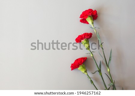 Red carnations on a gray background. Bouquet of three red carnations