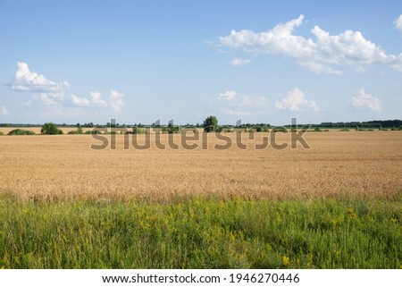 Crops in scenic agricultural fields in summer. Picturesque blue sky over the village plain. Scenery.