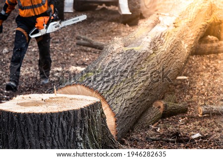 Lumberjack cutting of a diseased linden tree in a built-up area.  Royalty-Free Stock Photo #1946282635
