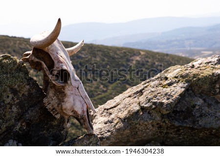 Skeleton of the skull of an animal with horns on a stone in the middle of the mountain. Green and black background in sunny day