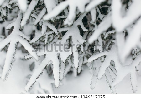 
Young evergreen Christmas tree in the snow. Christmas tree. Winter screensaver