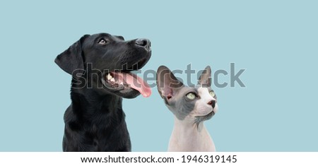 Portrait dog and cat looking side. Isolated on blue pastel background