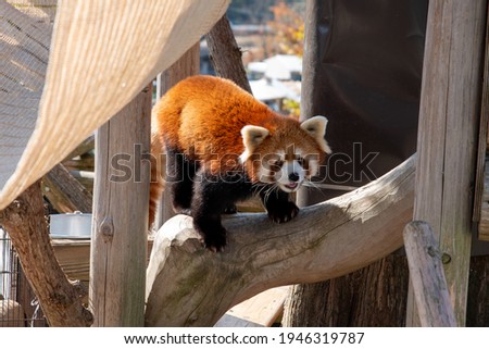 Pictures of cute red pandas in the zoo
