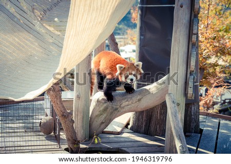 Pictures of cute red pandas in the zoo