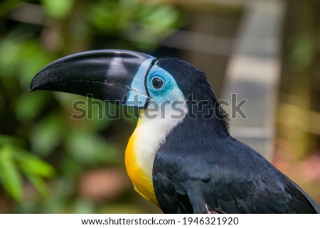 A Channel-billed toucan( Ramphastos vitellinus) stands on the tree
Like other toucans, the channel-billed is brightly marked and has a huge bill.
Found in Trinidad and in tropical South America.