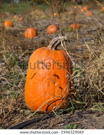 agriculture pumkins autumn colorful country

