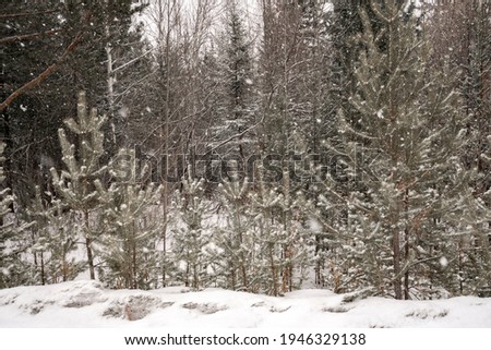 Winter wonderland. Park covered by snow. Mysterious winter landscape with frosty trees covered with snow  . Wonderful christmas or New Year background. 