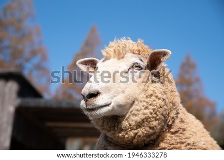 
Photo of Sheep at the zoo