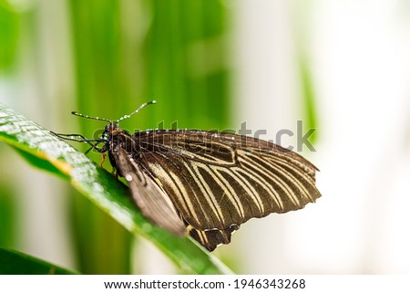 Butterfly sitting on green leaf after rain close up picture