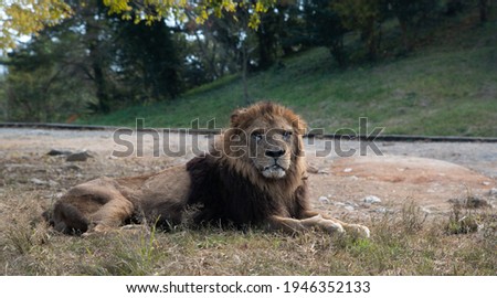 Photo of Lion at the zoo