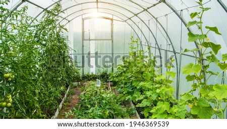 Cucumbers and tomatoes grow in a modern polycarbonate greenhouse solar arc, sunlight through transparent walls, the concept of growing crops in a closed ground Royalty-Free Stock Photo #1946369539
