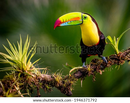 Keel-billed Toucan Costa Rica Rainforest