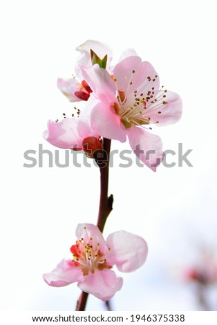Spring pink flower on the branches of peach trees, abstract