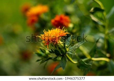 Yellow red and dark red safflower and seed varieties are produced from large farm gardens