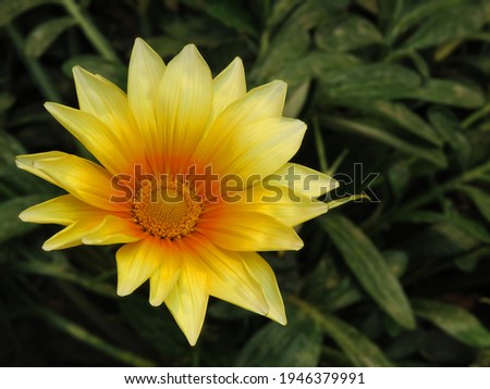 Gazania linearis,Gazania linearis yellow flower                               