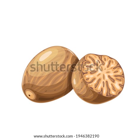Nutmeg vector. Ground spice illustration. Royalty-Free Stock Photo #1946382190