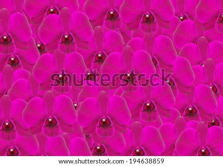 color orchid flower as a  background
